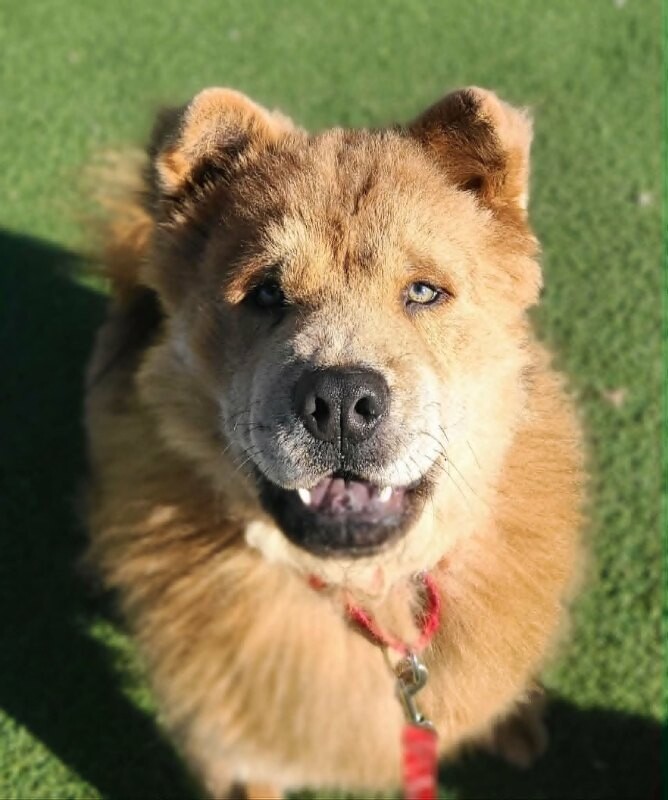 Picture of the Animal Listed